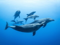   Bottlenose dolphin RangiroaSmall group dolphins two young passing near me curiosity my presence  